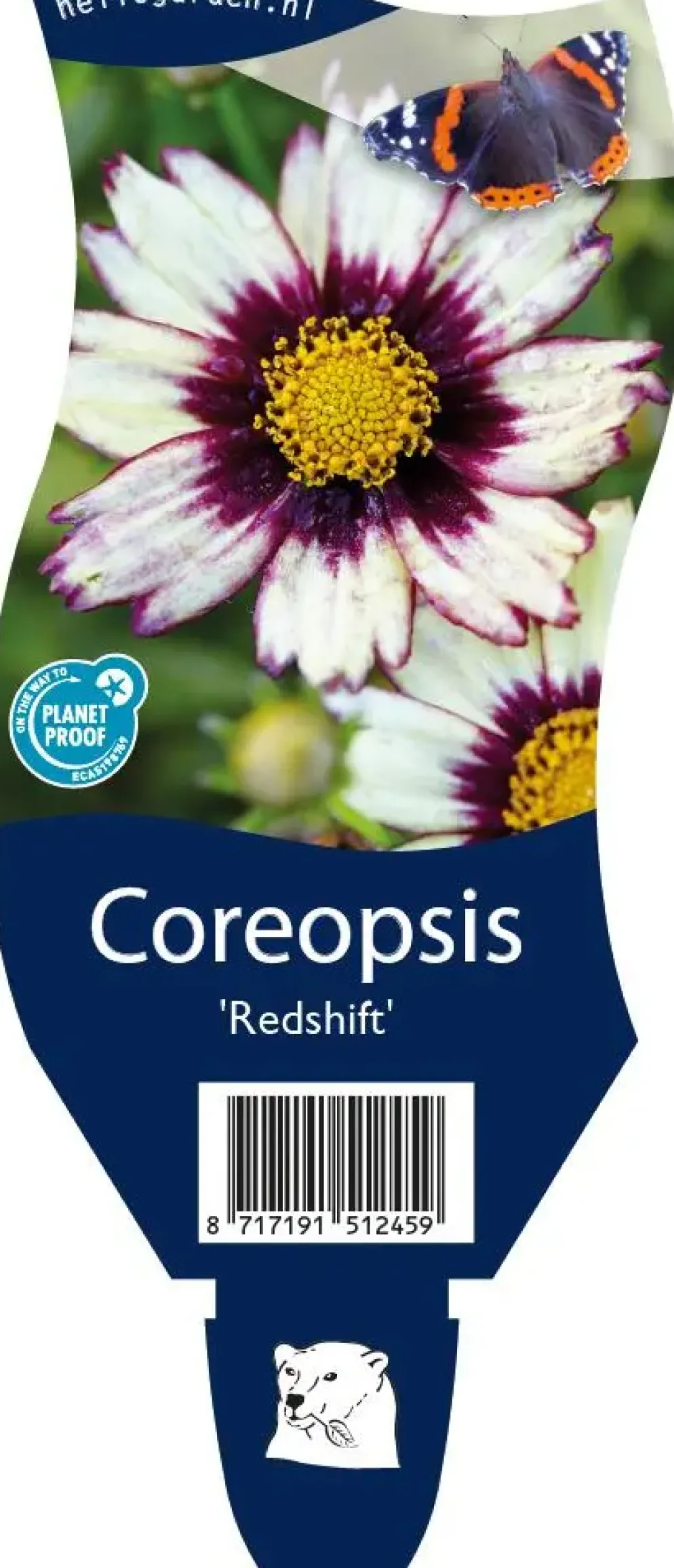 Coreopsis redshift (Meisjesogen)