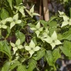 Cornus kousa chinensis 'Milky Way' (Japanse grootbloemige kornoelje 'Milky Way')
