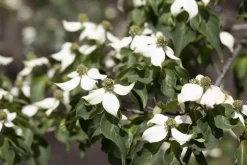Cornus kousa chinensis 'Milky Way' (Japanse grootbloemige kornoelje 'Milky Way')