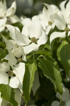 Cornus kousa chinensis 'Milky Way' (Japanse grootbloemige kornoelje 'Milky Way')
