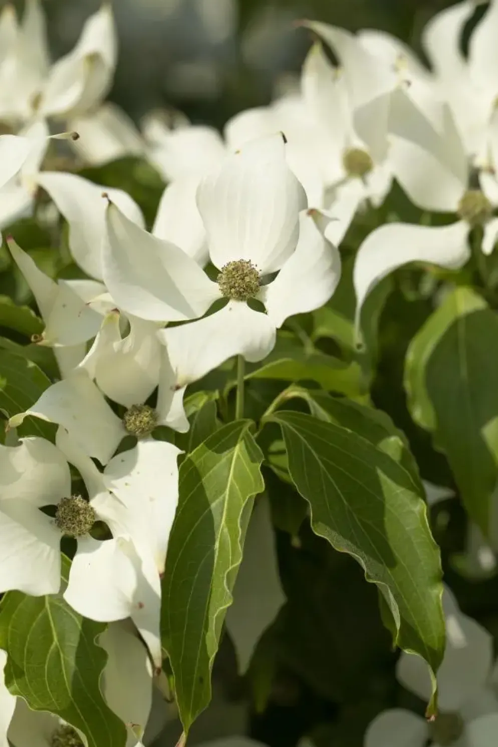 Cornus kousa chinensis 'Milky Way' (Japanse grootbloemige kornoelje 'Milky Way')
