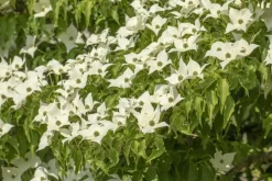 Cornus kousa chinensis 'Milky Way' (Japanse grootbloemige kornoelje 'Milky Way')