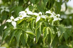 Cornus kousa chinensis 'Milky Way' (Japanse grootbloemige kornoelje 'Milky Way')