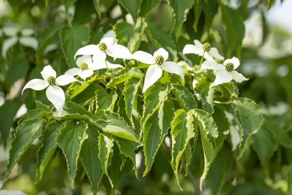 Cornus kousa chinensis 'Milky Way' (Japanse grootbloemige kornoelje 'Milky Way')