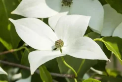 Cornus kousa chinensis 'Milky Way' (Japanse grootbloemige kornoelje 'Milky Way')