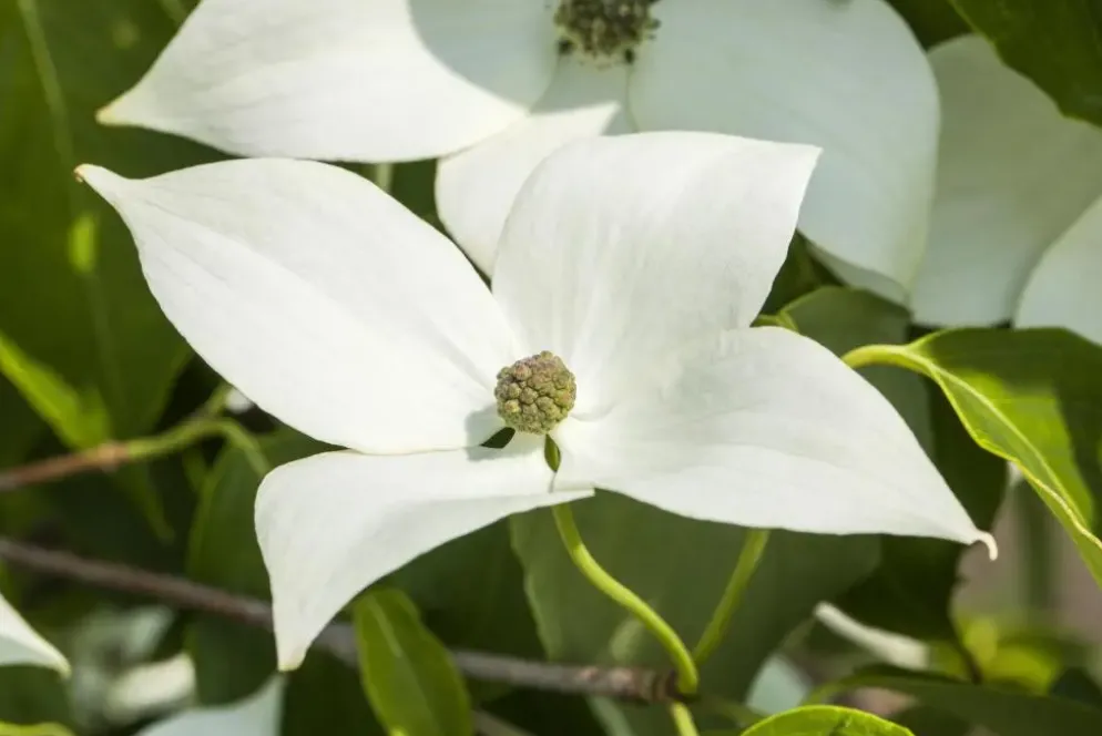 Cornus kousa chinensis 'Milky Way' (Japanse grootbloemige kornoelje 'Milky Way')