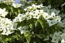 Cornus kousa chinensis 'Milky Way' (Japanse grootbloemige kornoelje 'Milky Way')