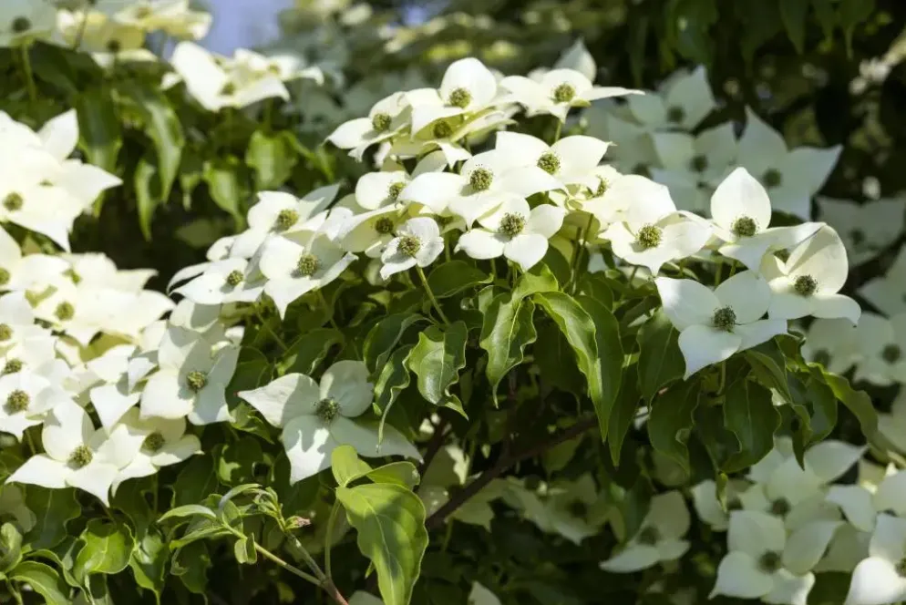 Cornus kousa chinensis 'Milky Way' (Japanse grootbloemige kornoelje 'Milky Way')