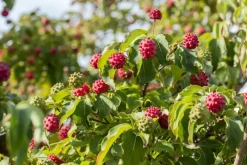 Cornus kousa chinensis 'Milky Way' (Japanse grootbloemige kornoelje 'Milky Way')