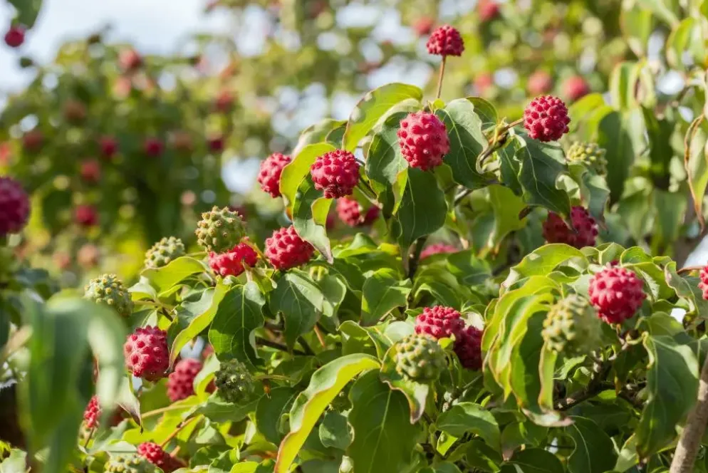 Cornus kousa chinensis 'Milky Way' (Japanse grootbloemige kornoelje 'Milky Way')