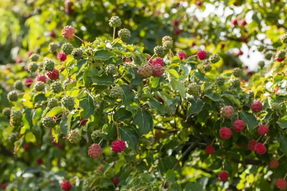 Cornus kousa chinensis 'Milky Way' (Japanse grootbloemige kornoelje 'Milky Way')
