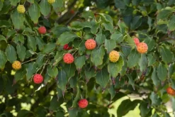 Cornus kousa chinensis 'Milky Way' (Japanse grootbloemige kornoelje 'Milky Way')