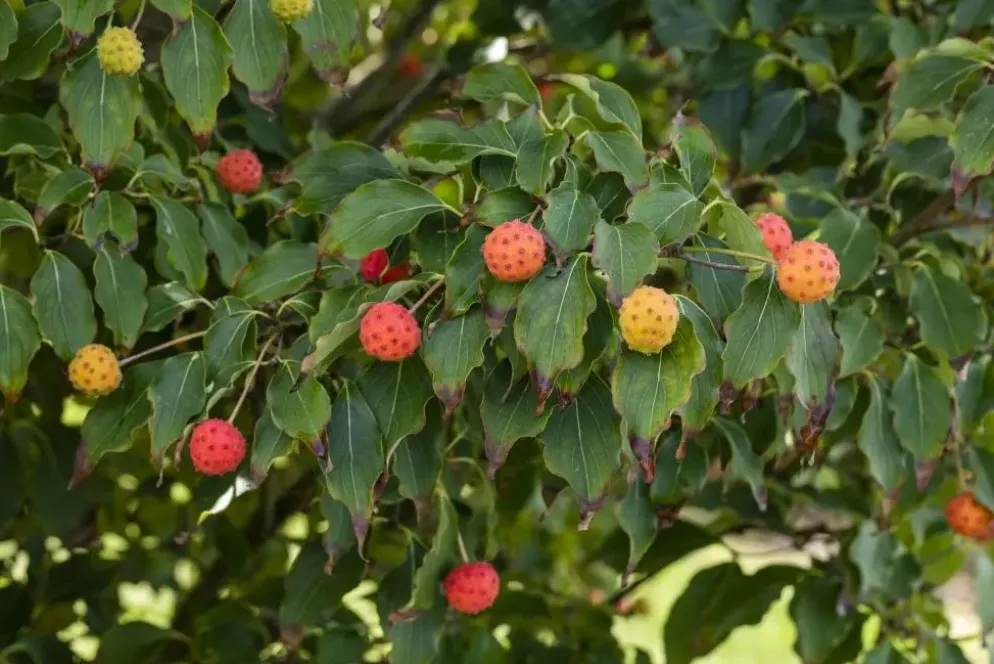 Cornus kousa chinensis 'Milky Way' (Japanse grootbloemige kornoelje 'Milky Way')