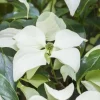 Cornus kousa chinensis 'Schmetterling' (Japanse grootbloemige kornoelje 'Schmetterling')