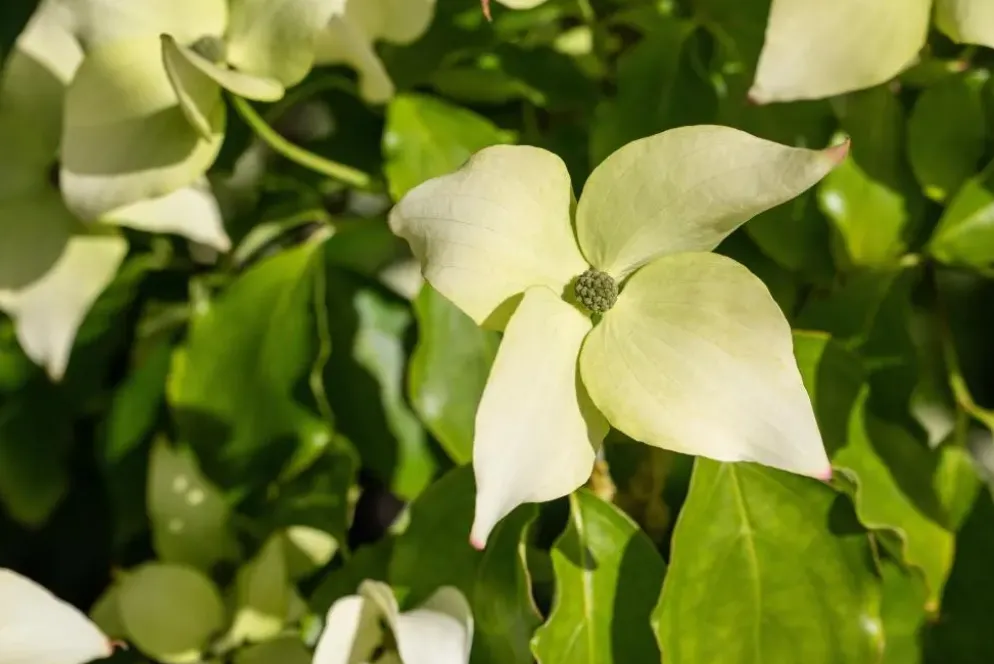Cornus kousa chinensis 'Schmetterling' (Japanse grootbloemige kornoelje 'Schmetterling')