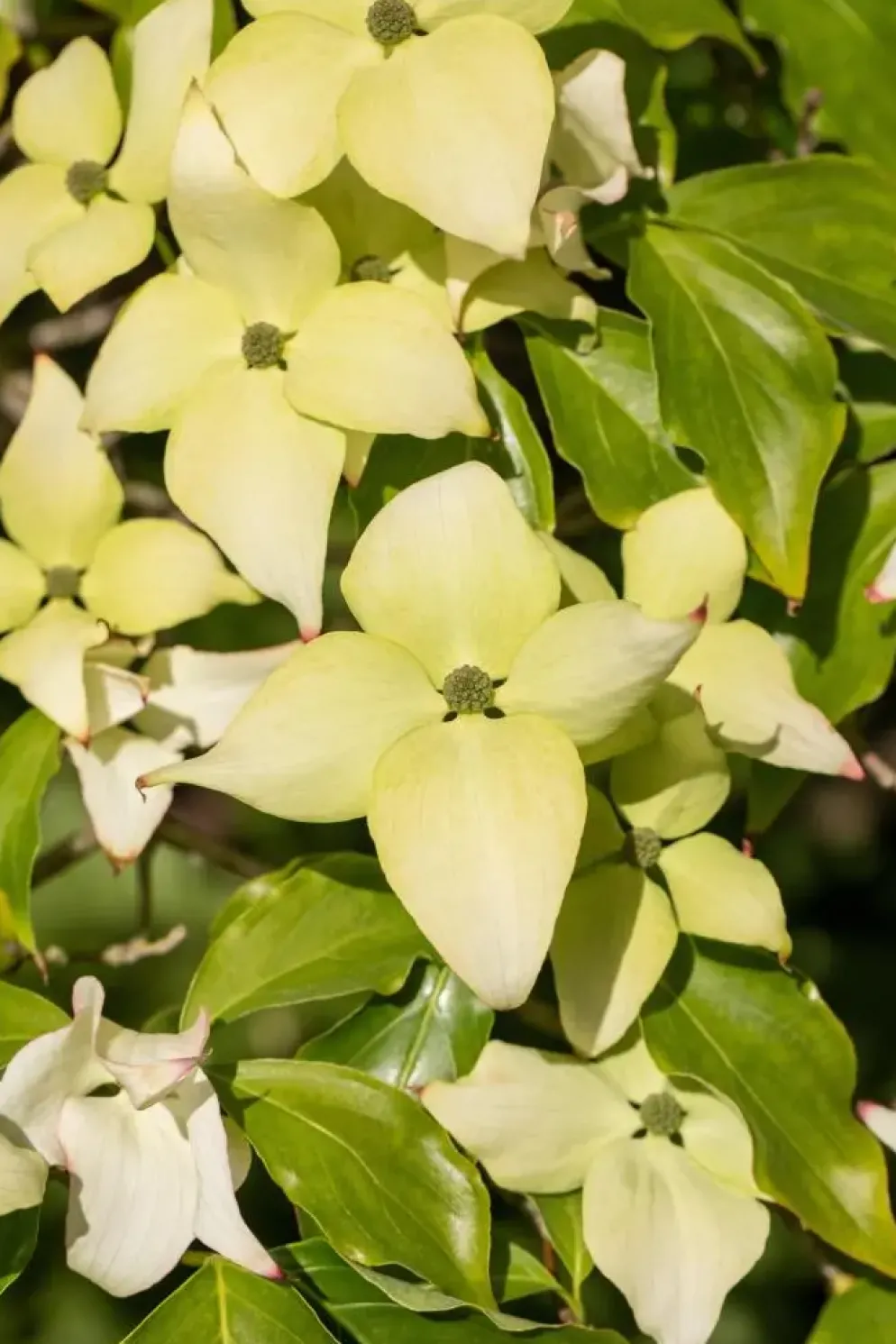 Cornus kousa chinensis 'Schmetterling' (Japanse grootbloemige kornoelje 'Schmetterling')