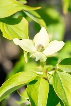 Cornus kousa chinensis 'Schmetterling' (Japanse grootbloemige kornoelje 'Schmetterling')