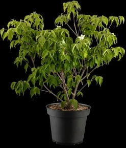 Cornus kousa chinensis 'Schmetterling' (Japanse grootbloemige kornoelje 'Schmetterling')