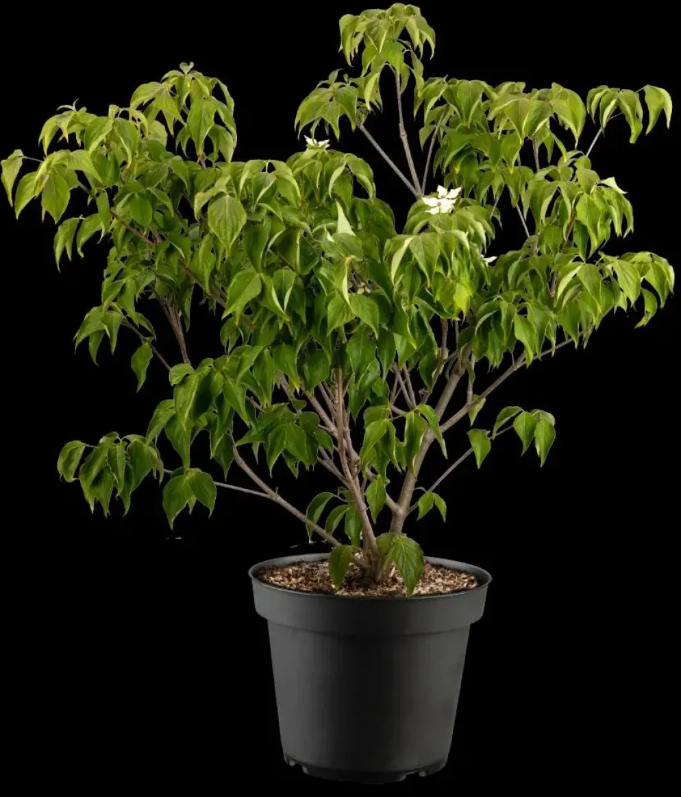 Cornus kousa chinensis 'Schmetterling' (Japanse grootbloemige kornoelje 'Schmetterling')