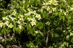 Cornus kousa chinensis 'Schmetterling' (Japanse grootbloemige kornoelje 'Schmetterling')
