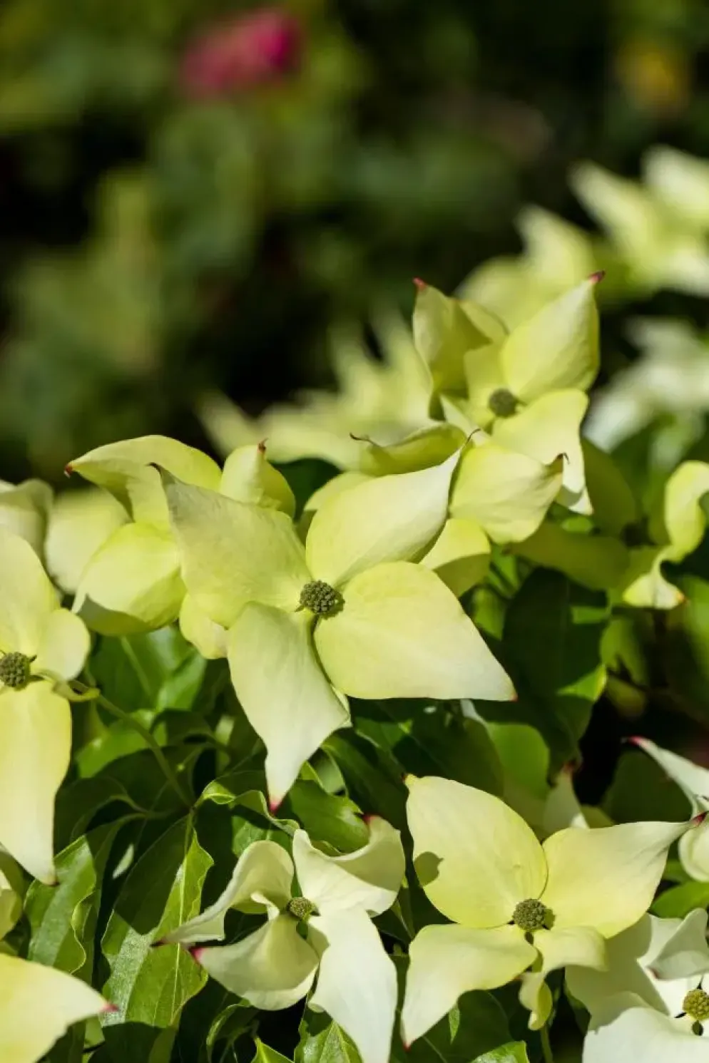 Cornus kousa chinensis 'Schmetterling' (Japanse grootbloemige kornoelje 'Schmetterling')