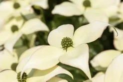 Cornus kousa chinensis 'Schmetterling' (Japanse grootbloemige kornoelje 'Schmetterling')