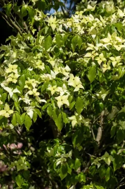Cornus kousa chinensis 'Schmetterling' (Japanse grootbloemige kornoelje 'Schmetterling')