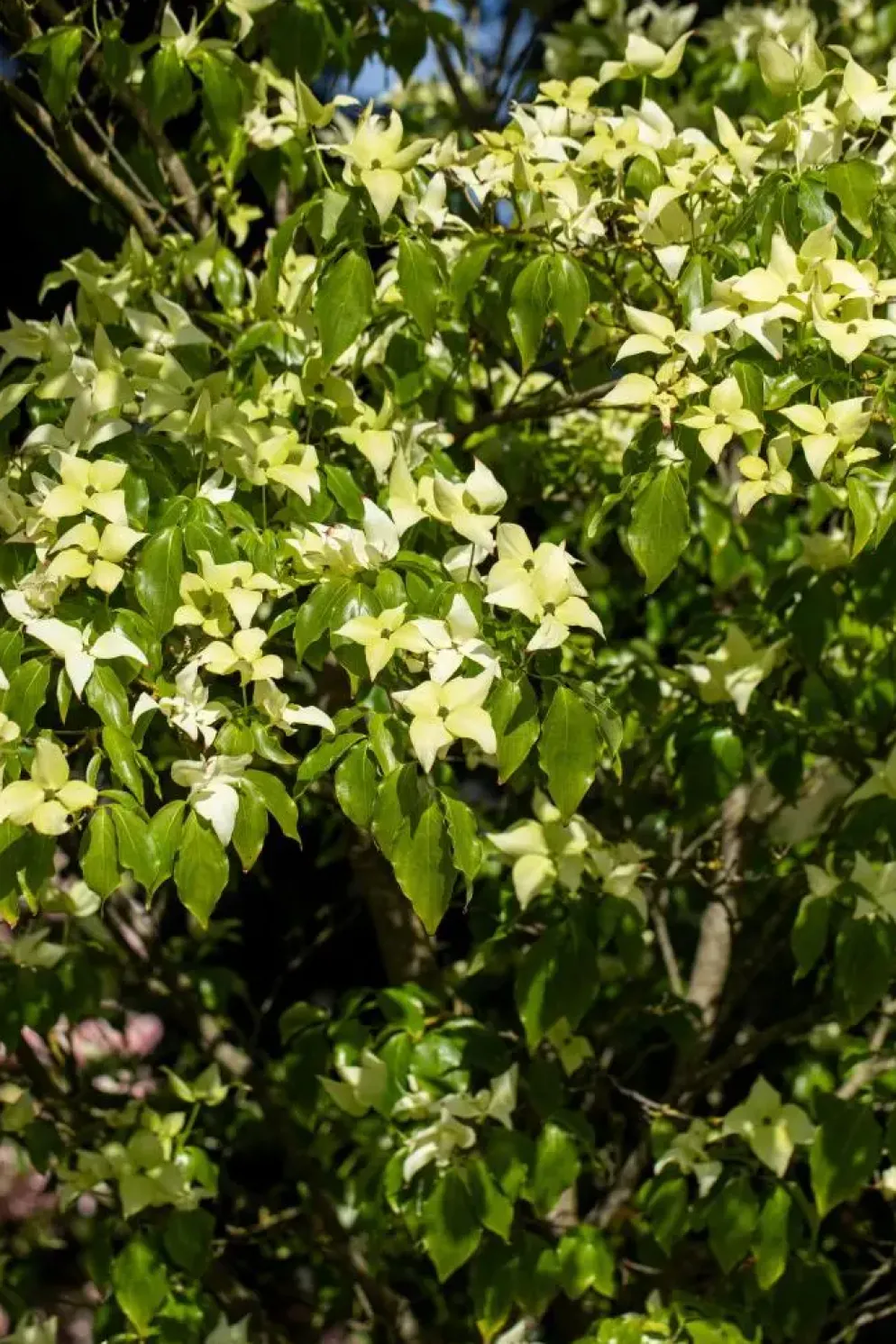 Cornus kousa chinensis 'Schmetterling' (Japanse grootbloemige kornoelje 'Schmetterling')