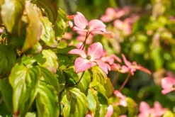 Cornus kousa 'Satomi'® (Japanse grootbloemige kornoelje 'Satomi')
