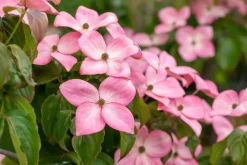 Cornus kousa 'Satomi'® (Japanse grootbloemige kornoelje 'Satomi')