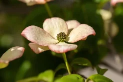 Cornus kousa 'Satomi'® (Japanse grootbloemige kornoelje 'Satomi')