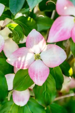 Cornus kousa 'Satomi'® (Japanse grootbloemige kornoelje 'Satomi')