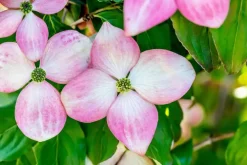 Cornus kousa 'Satomi'® (Japanse grootbloemige kornoelje 'Satomi')