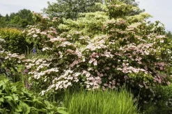 Cornus kousa 'Satomi'® (Japanse grootbloemige kornoelje 'Satomi')