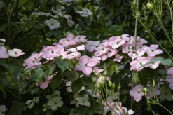 Cornus kousa 'Satomi'® (Japanse grootbloemige kornoelje 'Satomi')