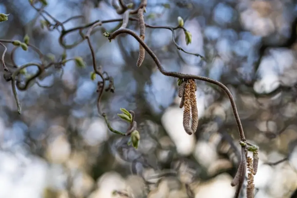 Corylus avellana 'Contorta' (Hazelnoot 'Contorta')