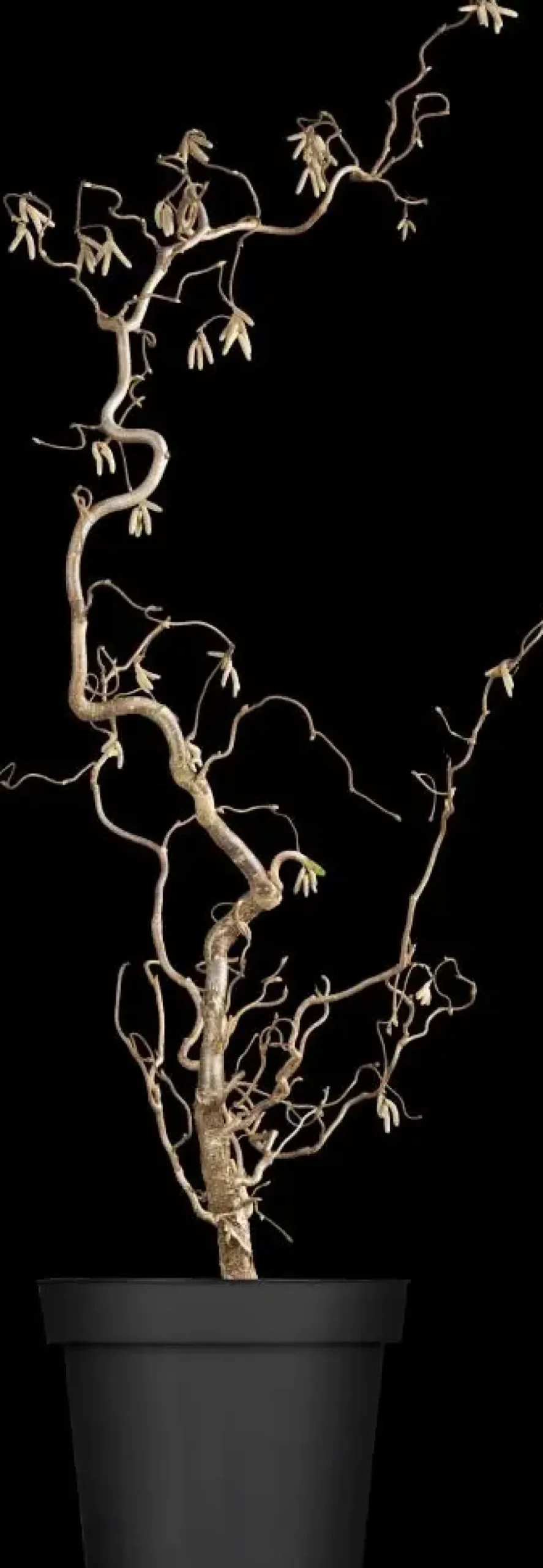 Corylus avellana 'Contorta' (Hazelnoot 'Contorta')