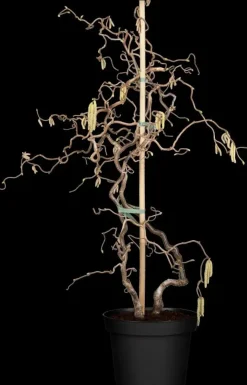Corylus avellana 'Contorta' (Hazelnoot 'Contorta')