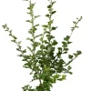 Crataegus laevigata 'Paul´s Scarlet' (Tweestijlige meidoorn 'Paul´s Scarlet')