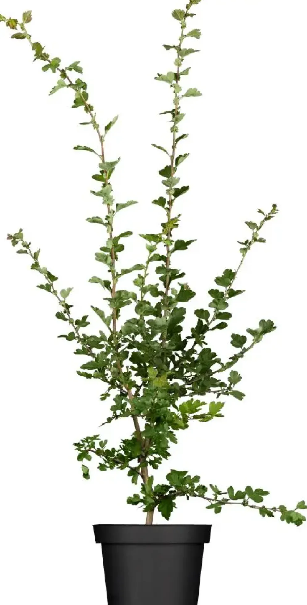 Crataegus laevigata 'Paul´s Scarlet' (Tweestijlige meidoorn 'Paul´s Scarlet')
