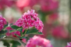 Crataegus laevigata 'Paul´s Scarlet' (Tweestijlige meidoorn 'Paul´s Scarlet')