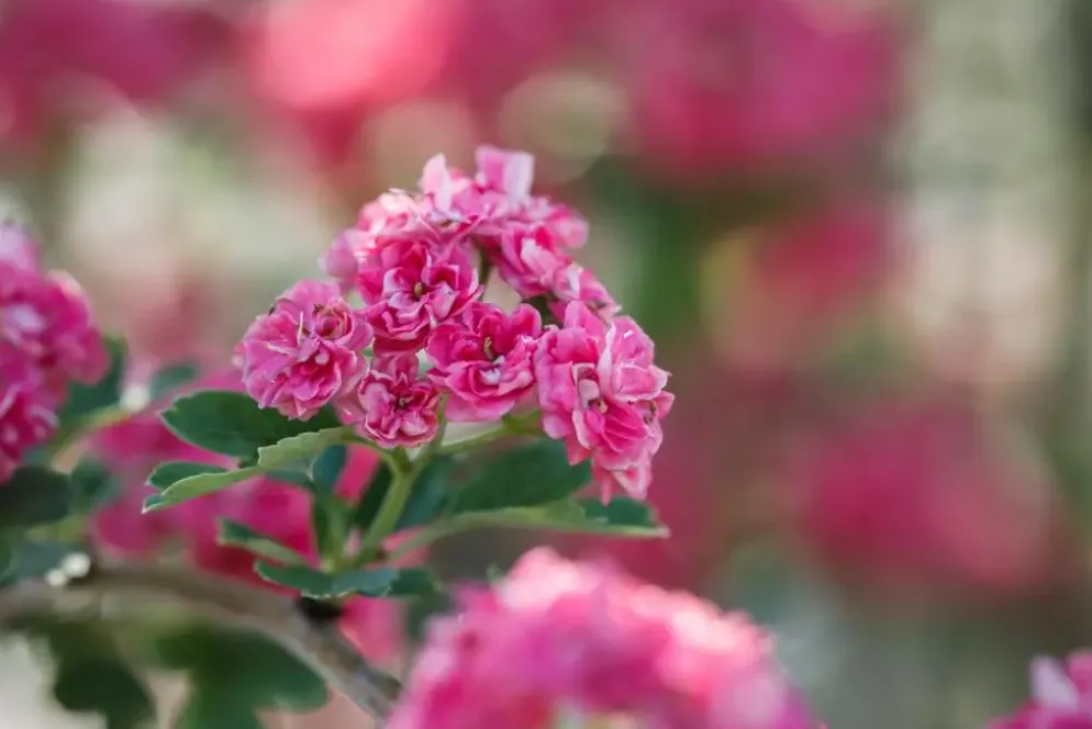 Crataegus laevigata 'Paul´s Scarlet' (Tweestijlige meidoorn 'Paul´s Scarlet')