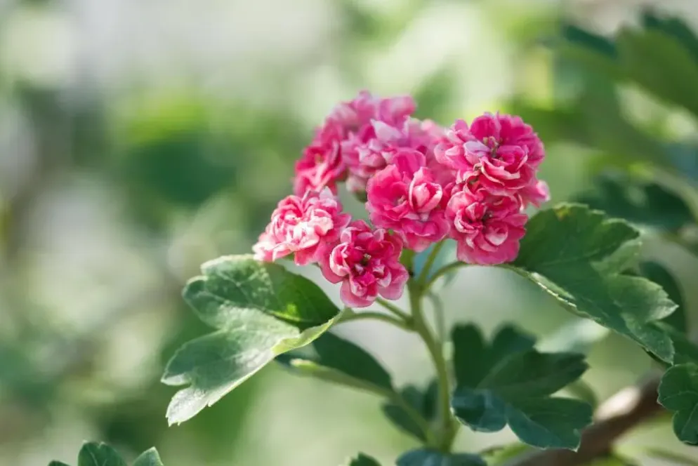 Crataegus laevigata 'Paul´s Scarlet' (Tweestijlige meidoorn 'Paul´s Scarlet')