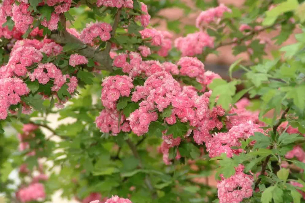 Crataegus laevigata 'Paul´s Scarlet' (Tweestijlige meidoorn 'Paul´s Scarlet')