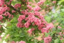 Crataegus laevigata 'Paul´s Scarlet' (Tweestijlige meidoorn 'Paul´s Scarlet')