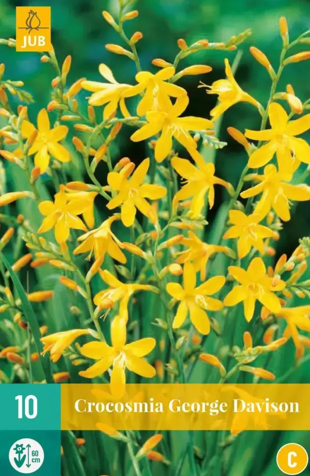 Crocosmia george davidson 10 stuks