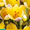 Crocus advance 15 krokusbollen