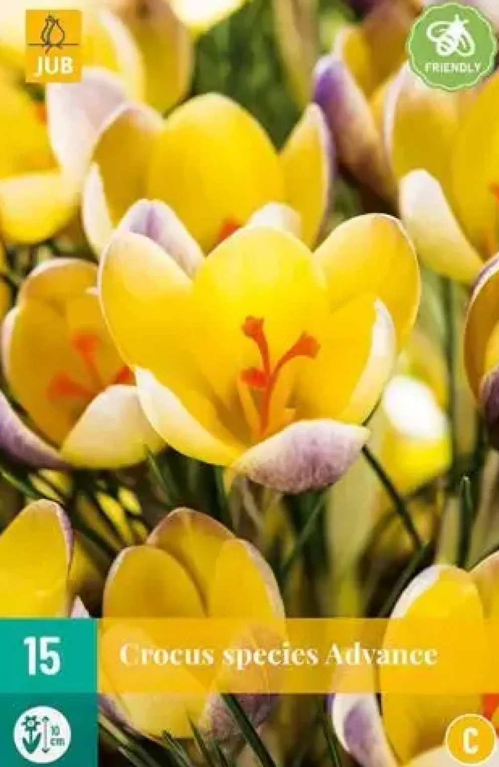 Crocus advance 15 krokusbollen