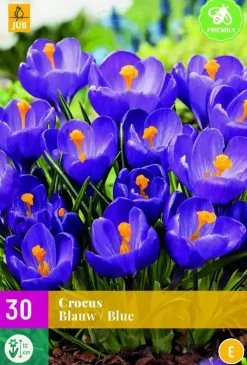Crocus blauw 30 krokusbollen