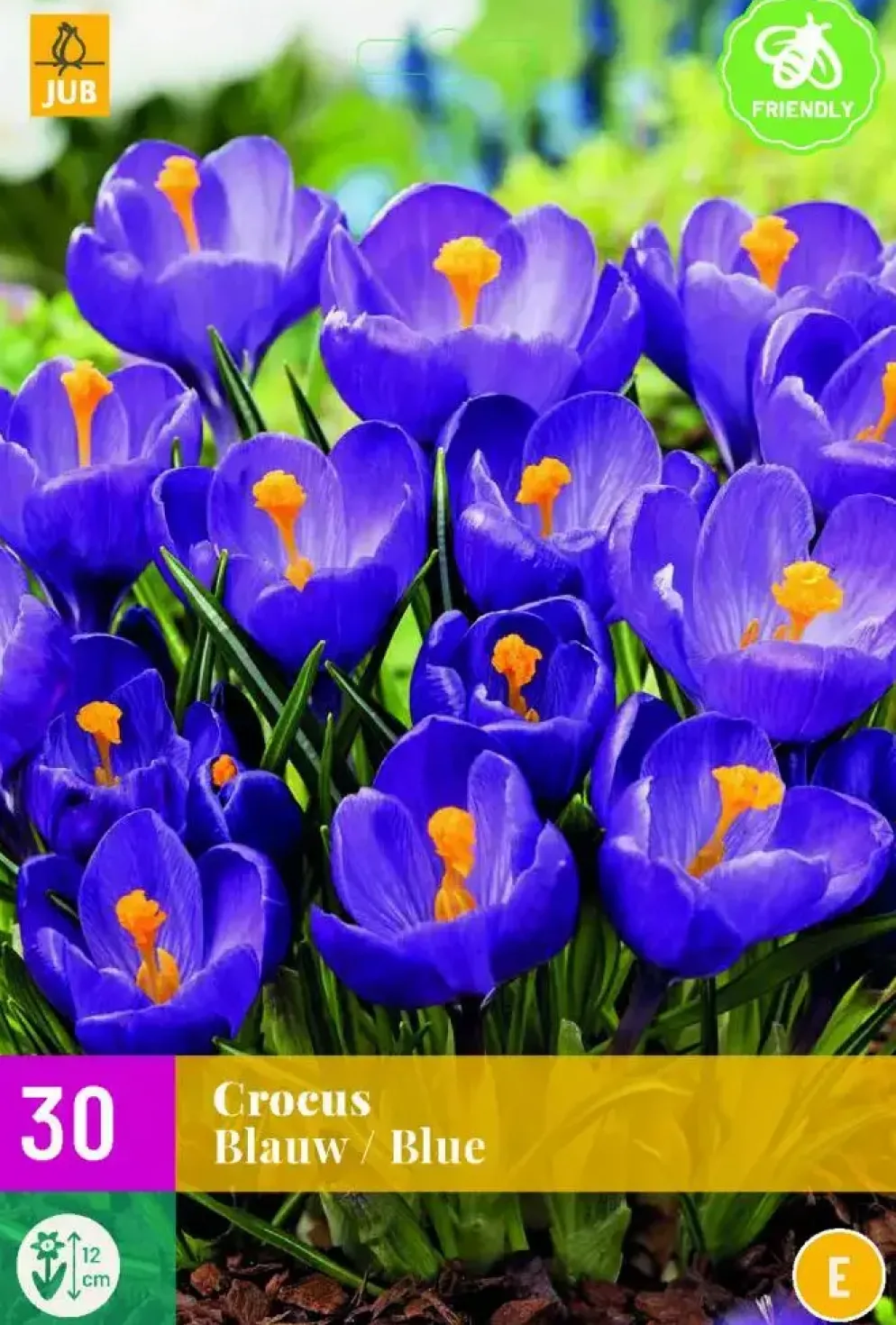 Crocus blauw 30 krokusbollen